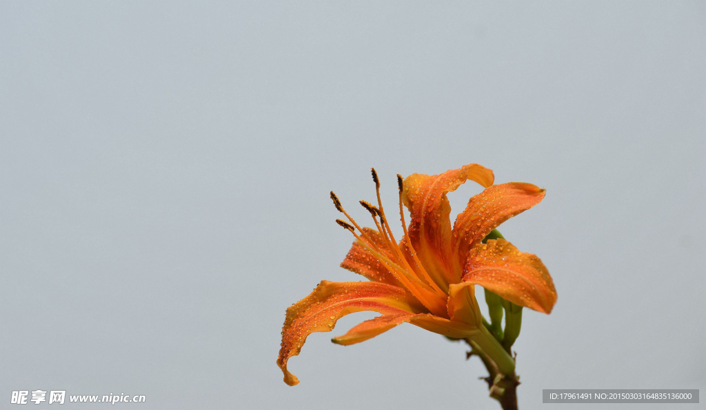 萱草金针花