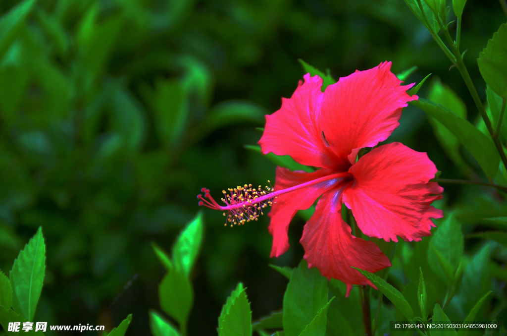 扶桑花