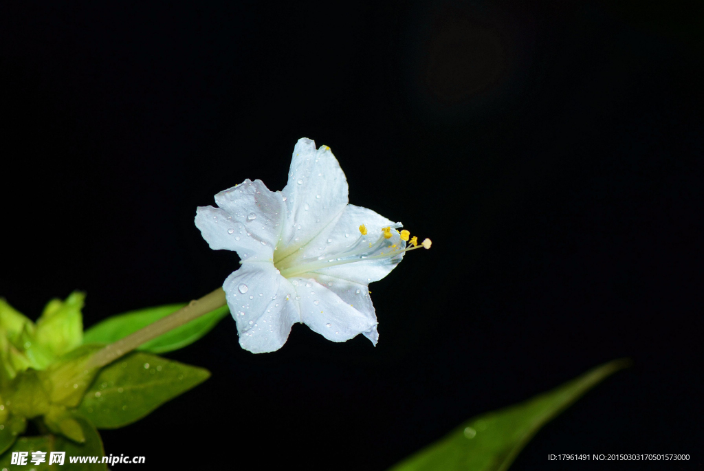 茉莉花