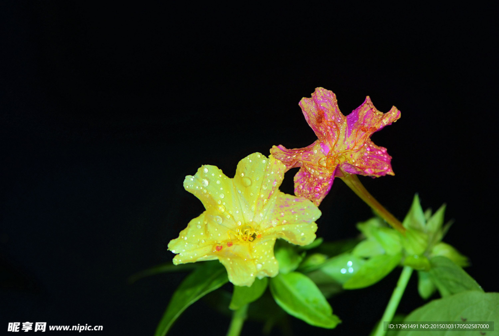茉莉花
