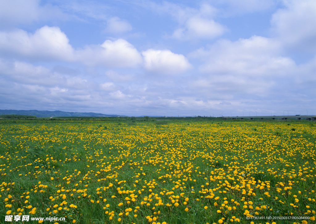 奥林匹克公园花海