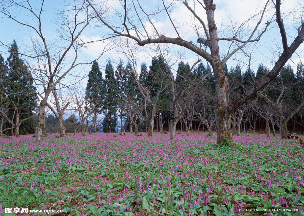 奥林匹克公园花海