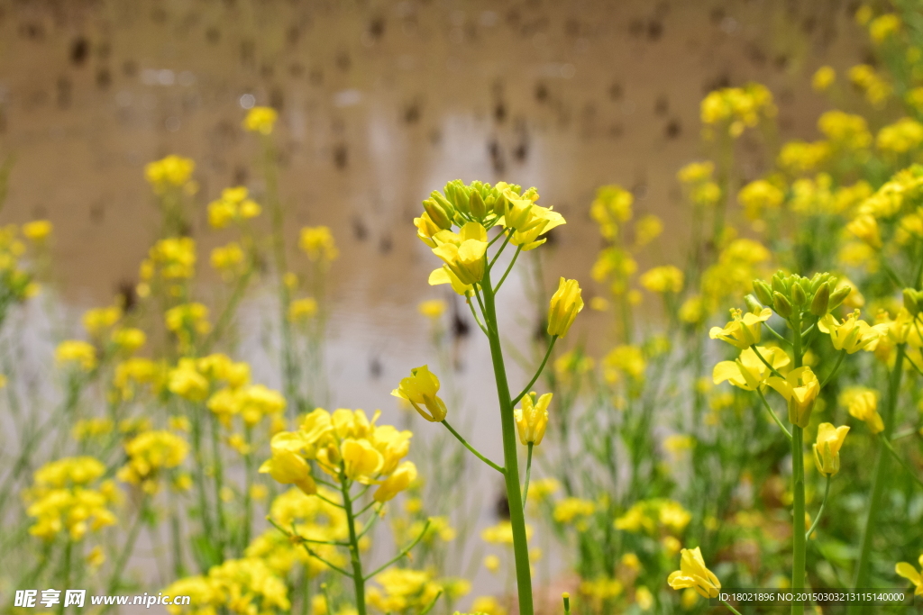 油菜花