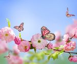 花和蝴蝶