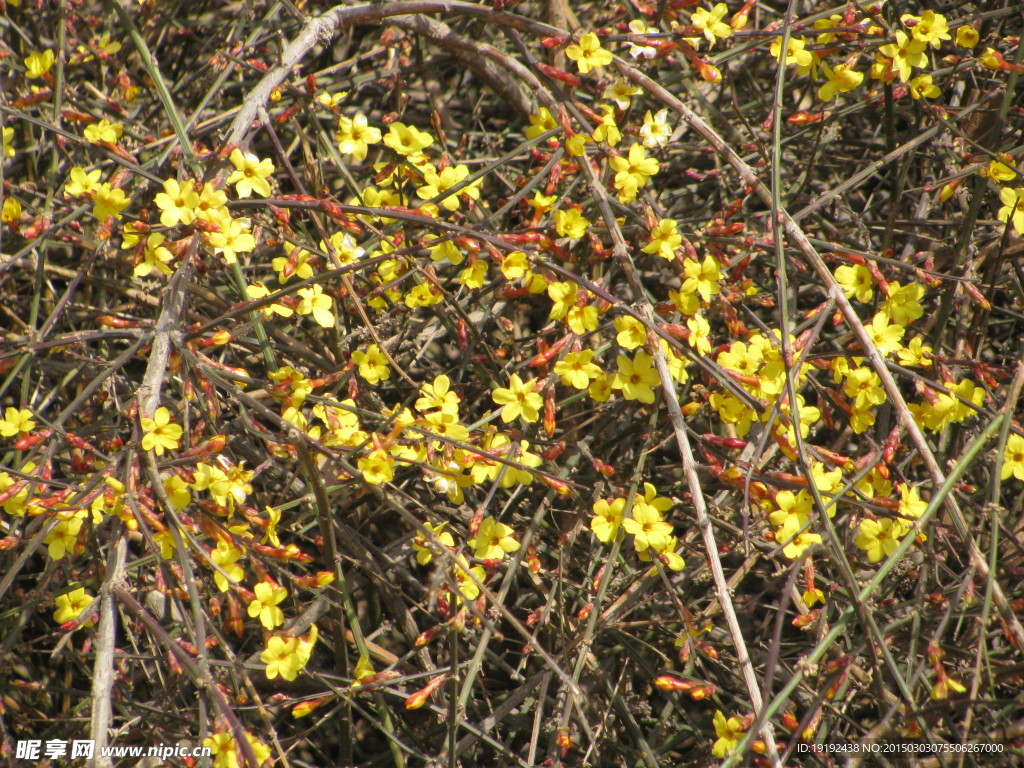 迎春花