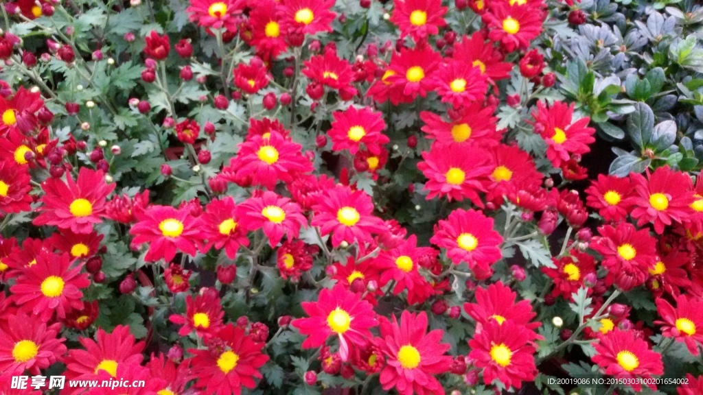 菊花