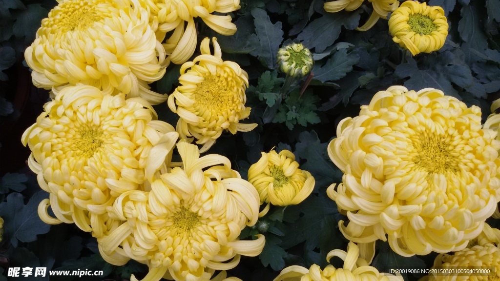 黄色菊花