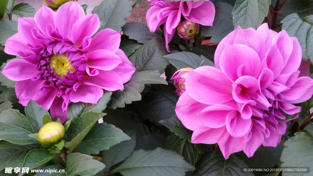 牡丹花