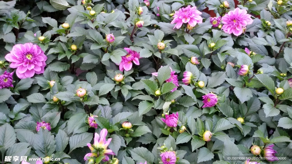 牡丹花