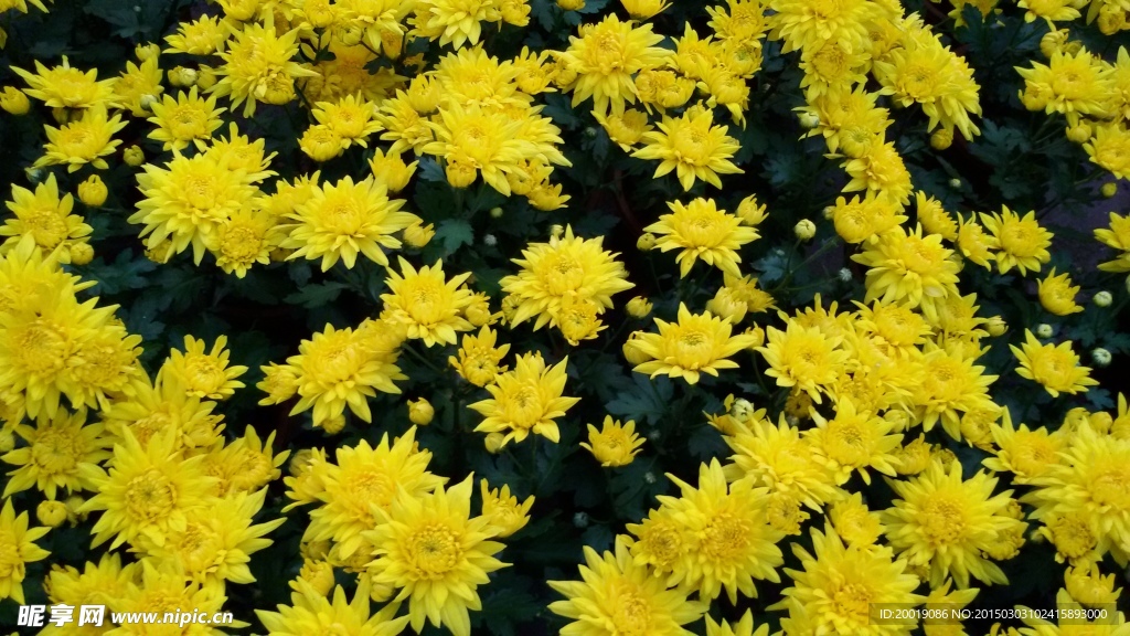 菊花
