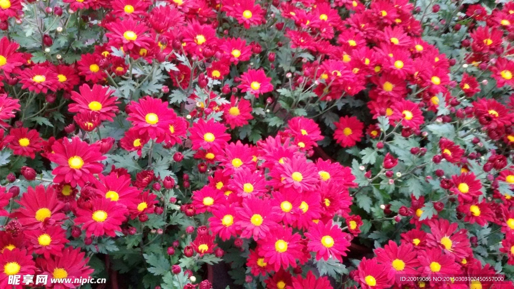 菊花