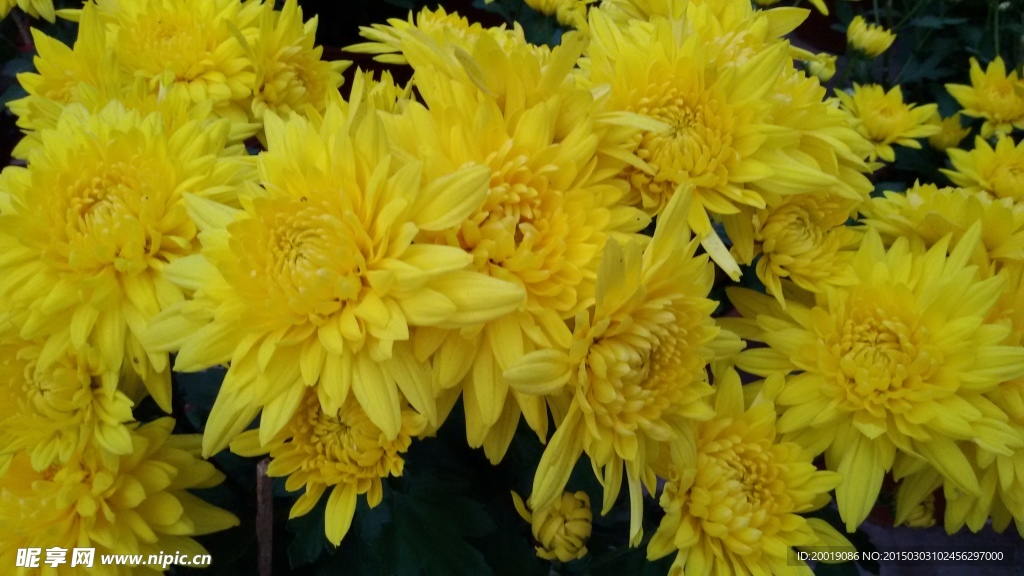 黄色菊花