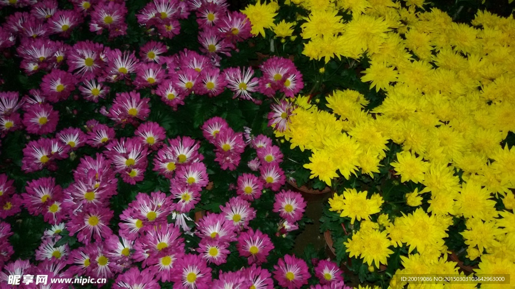 菊花