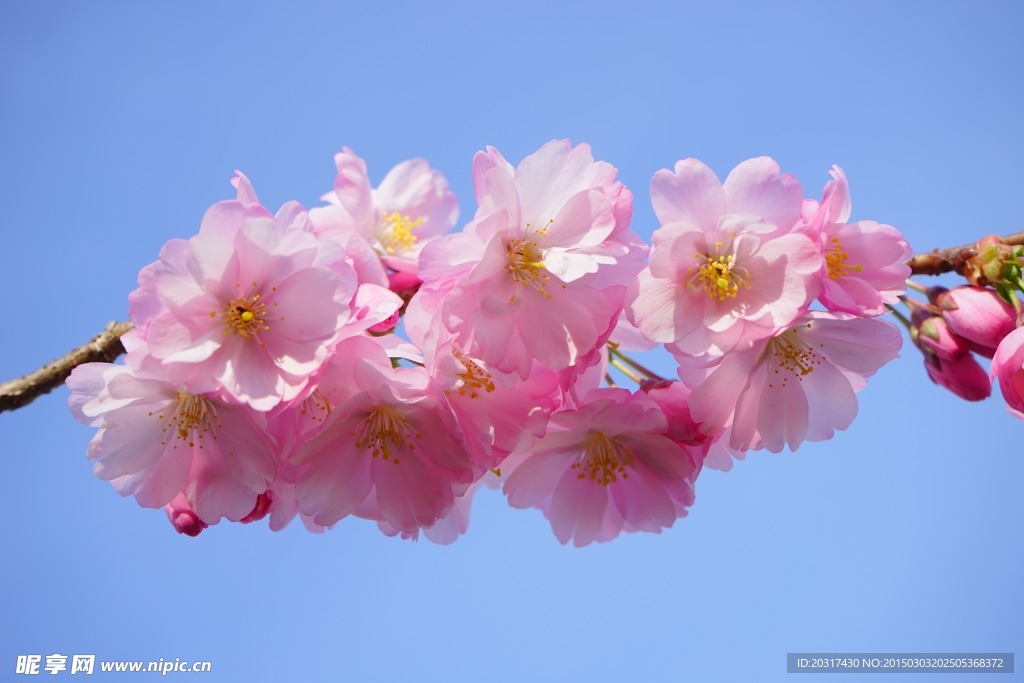 樱花 蓝天  浪漫樱花