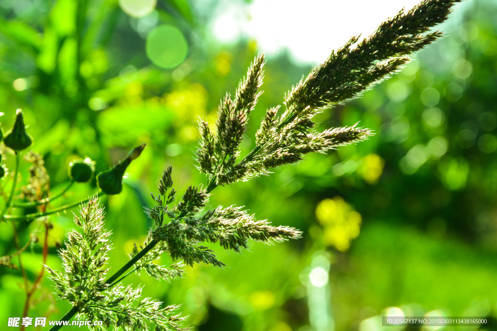 野草