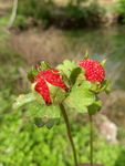 野草莓