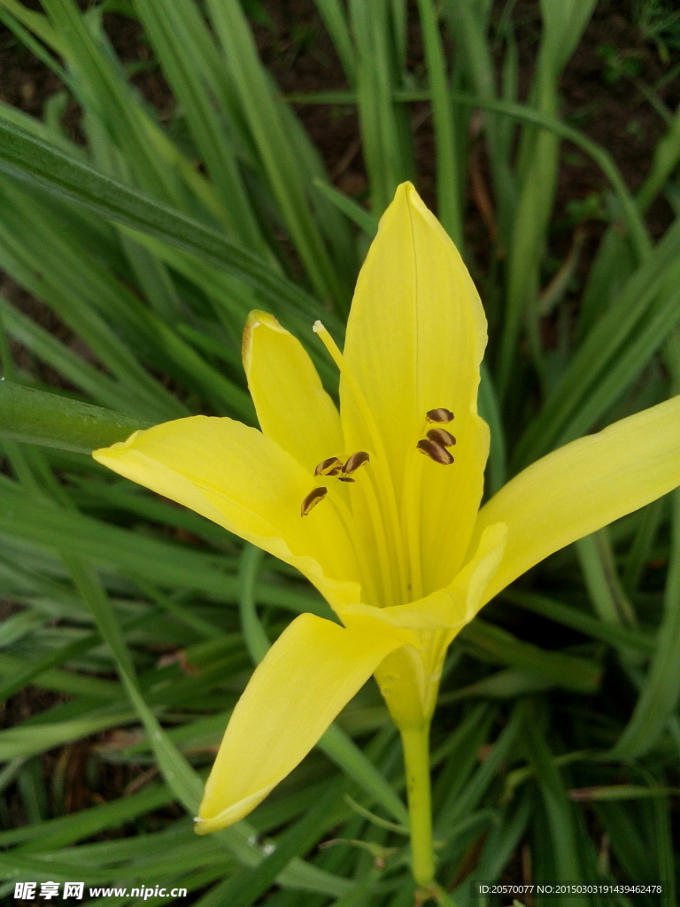 黄花菜花