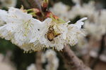 樱桃花与蜜蜂
