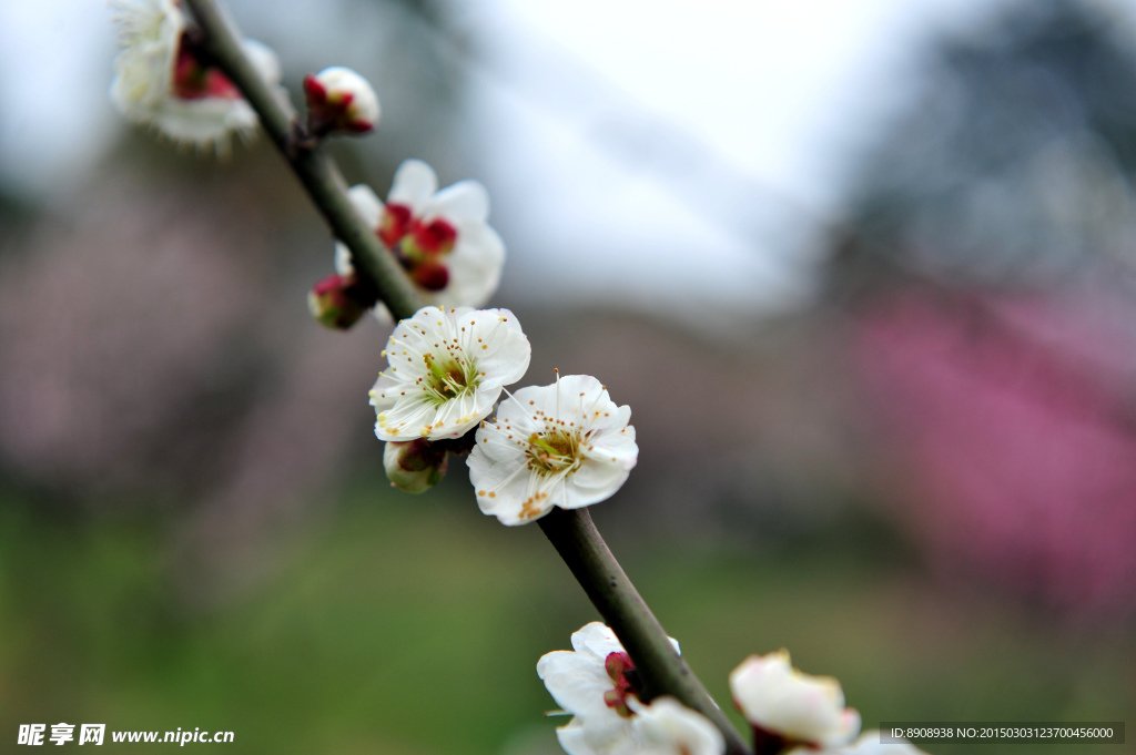 梅花