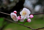梅花