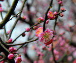 梅花