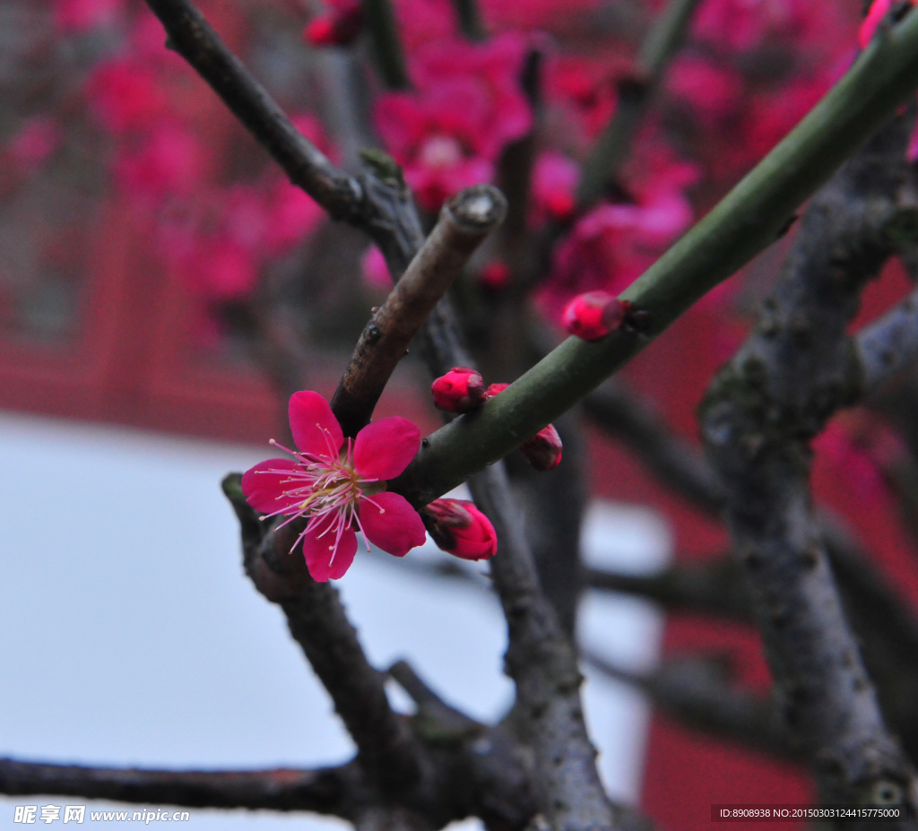 梅花