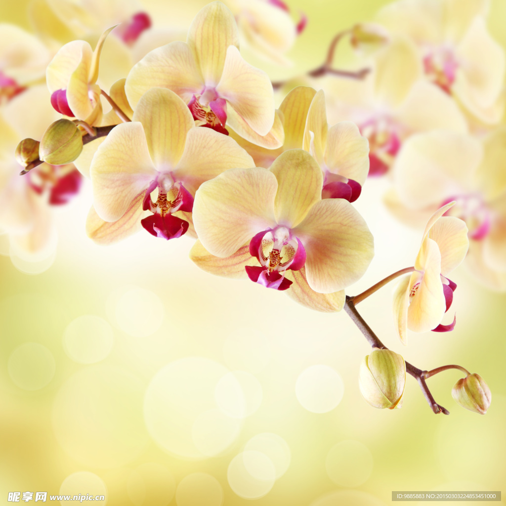 唯美黄色兰花