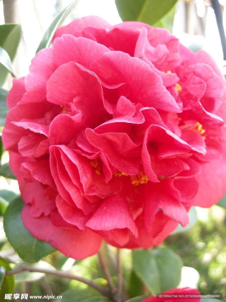 茶花