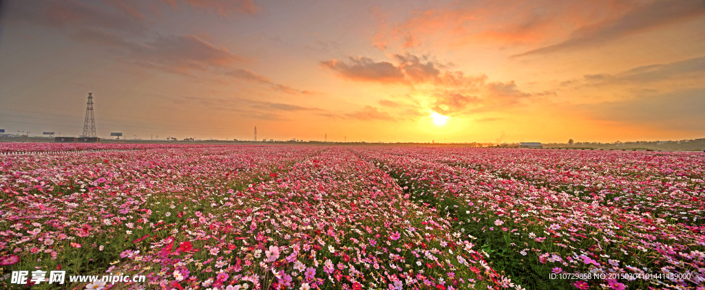 花海日出