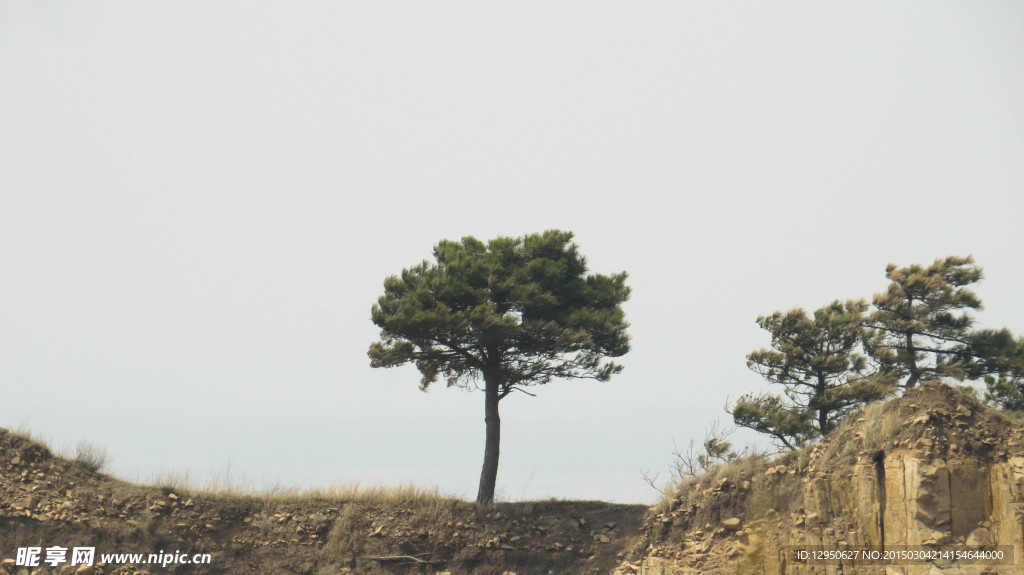 小松树