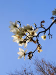 玉兰花