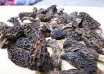 鸡枞菌