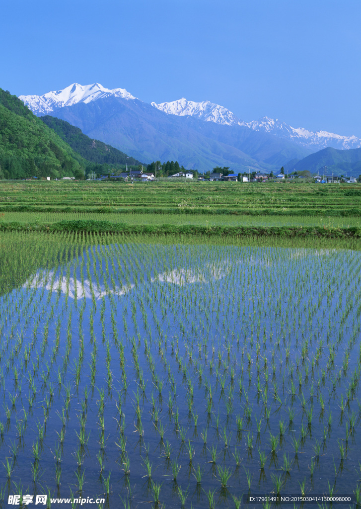 日本稻田