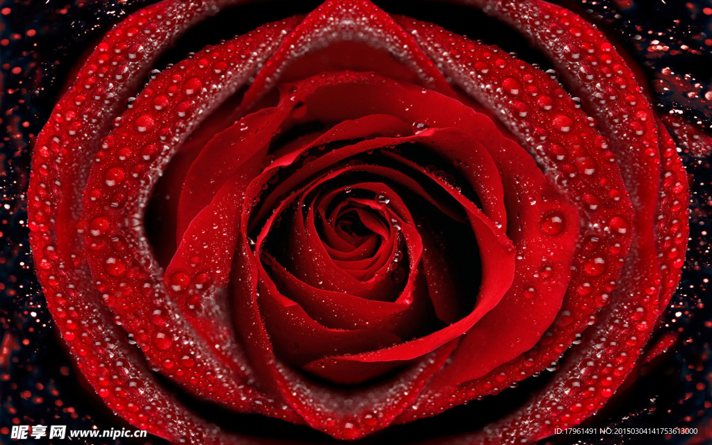 玫瑰花