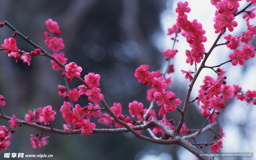 梅花