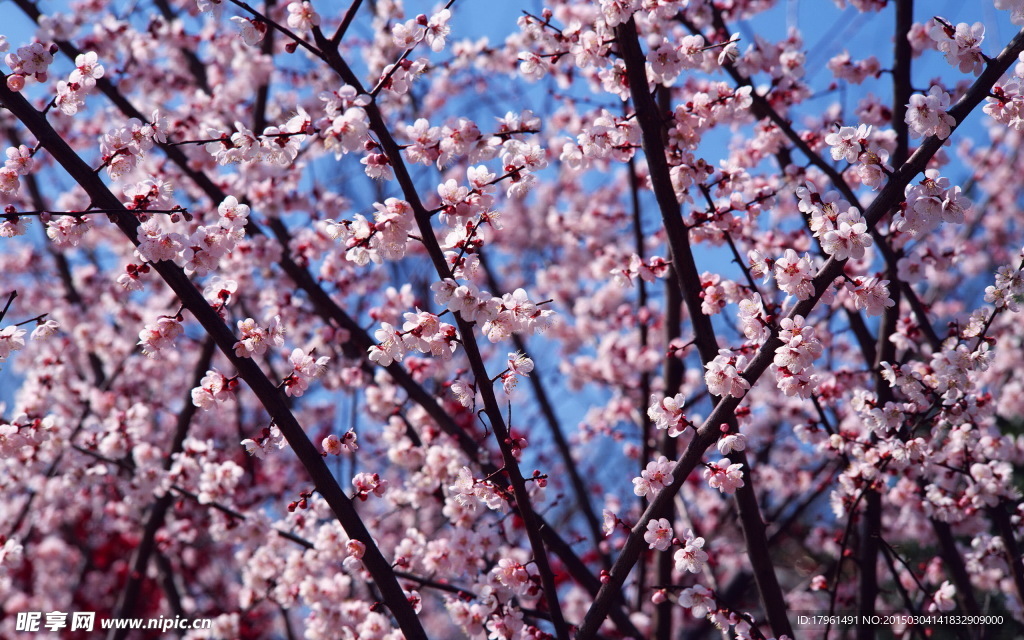 梅花