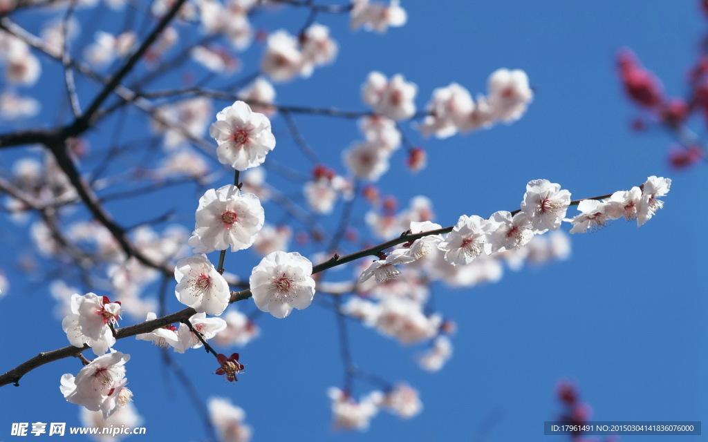 梅花