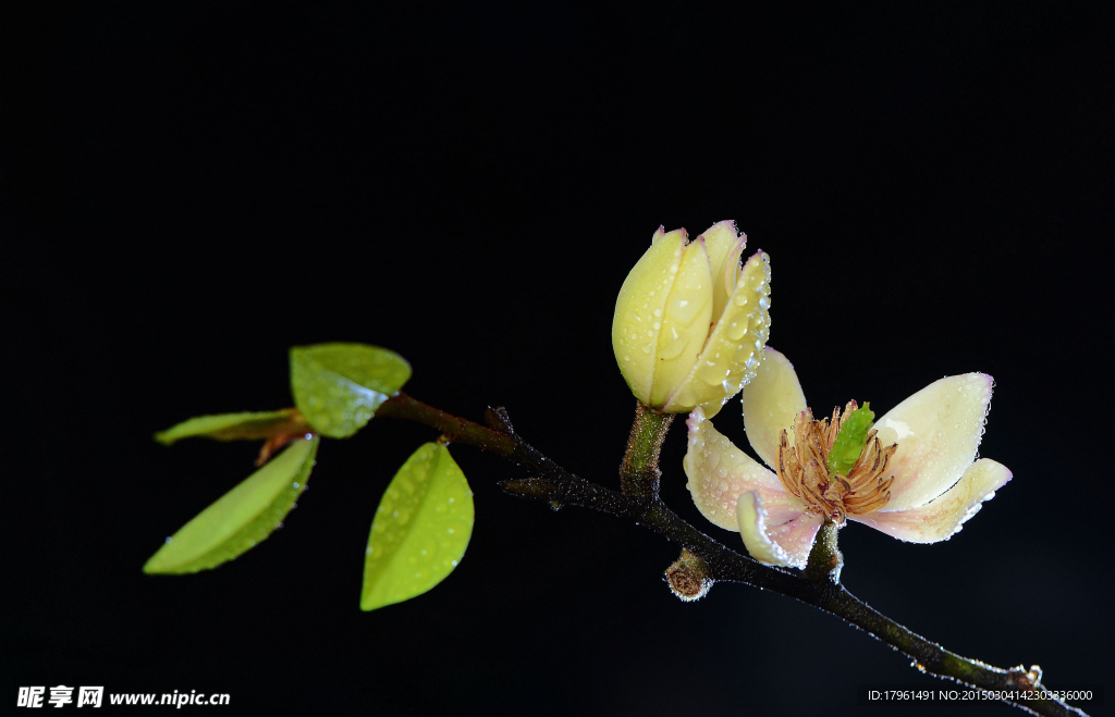 含笑花