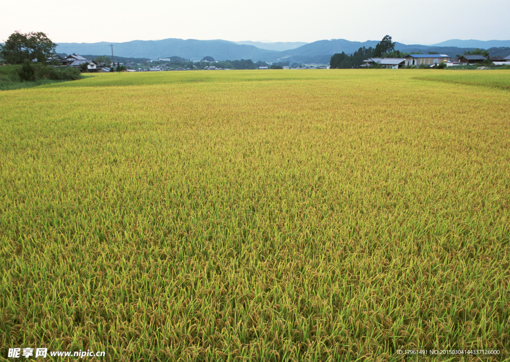 秦皇岛秋季稻田