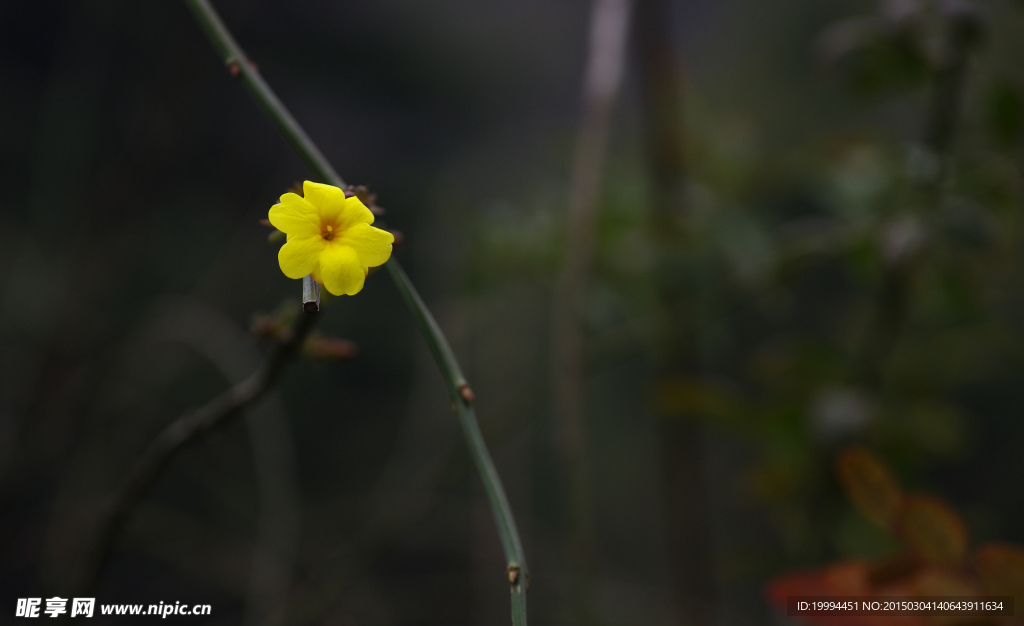 迎春花