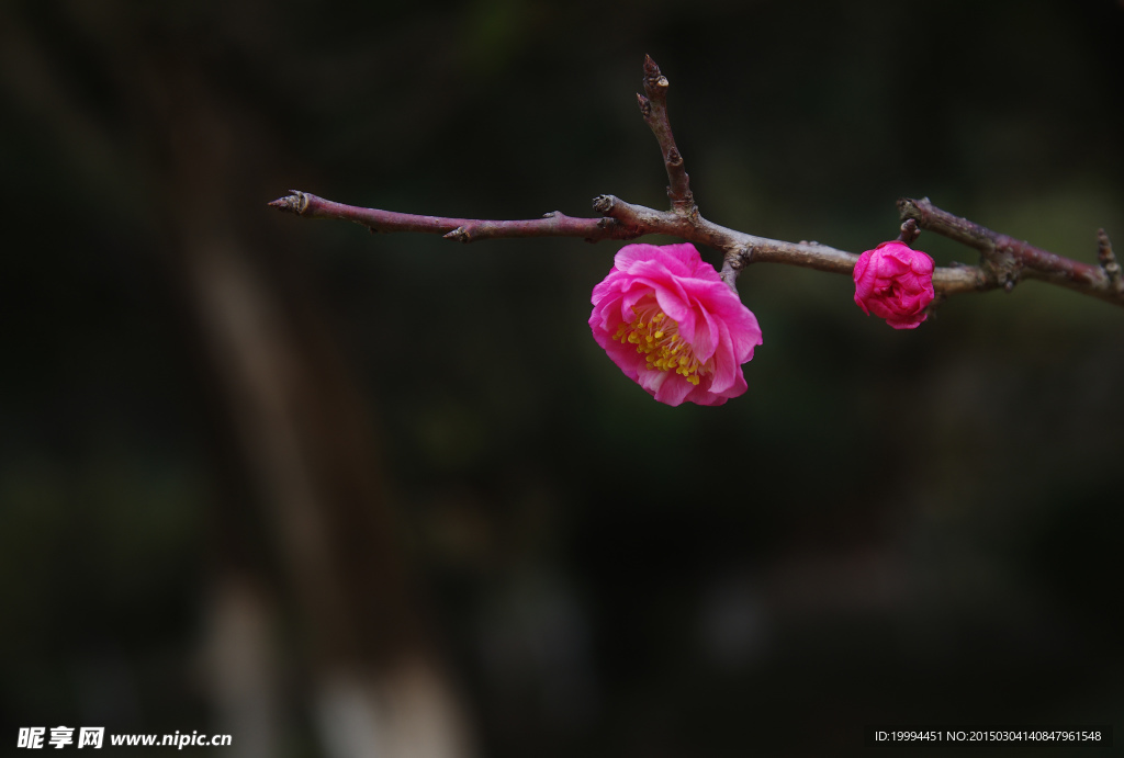 梅花