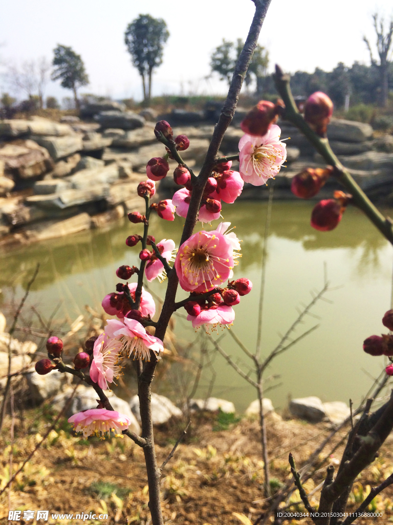 梅花