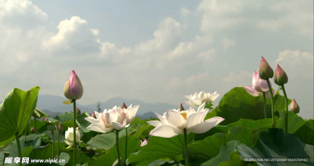 荷塘美景 荷花特写