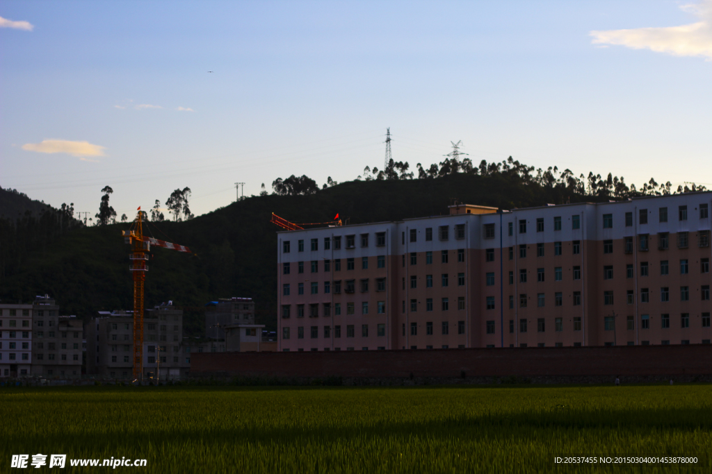 夕阳下的城效稻田