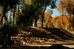 秋天的羊群