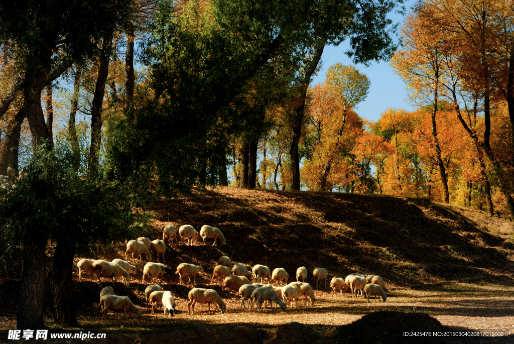 秋天的羊群