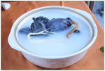 人参天麻乌鸡煲