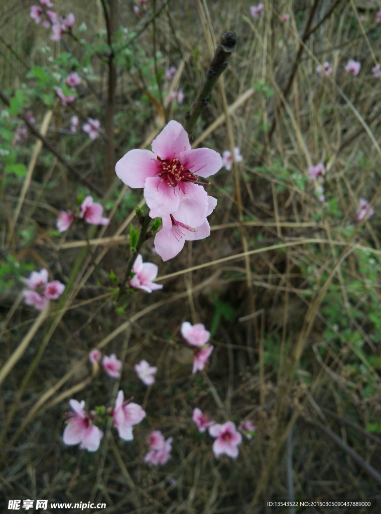 桃花