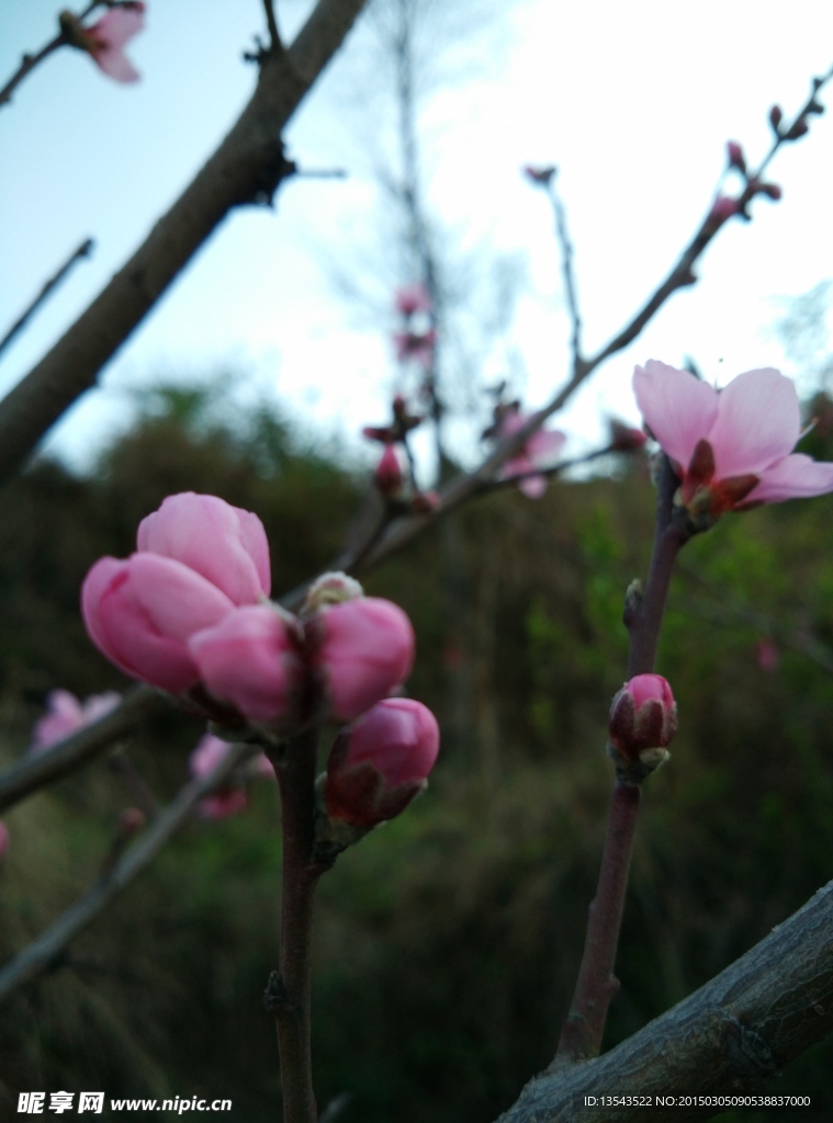 桃花