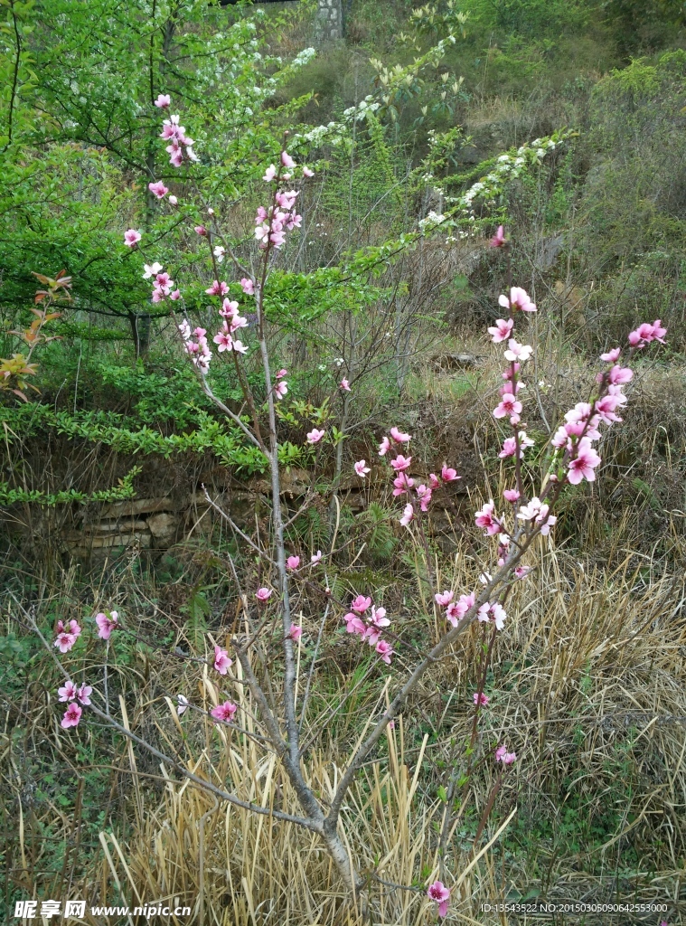 桃花